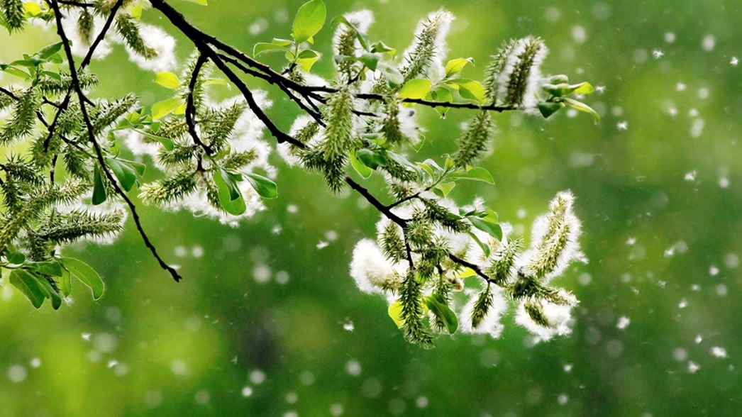 Pollen blowing in the wind